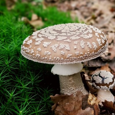mushroom-2678542_960_720