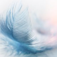 feather-3010848__340